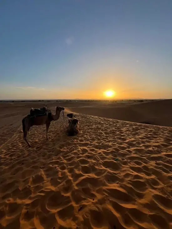 camel sunset (2) camel sunset (2)